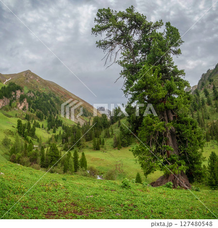 mountain forest with old cedar on a green lawn mountain forest with old cedar on a green lawn 127480548