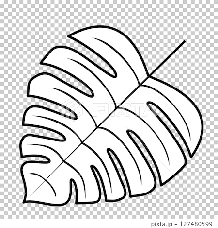 Simple Monstera illustration 127480599