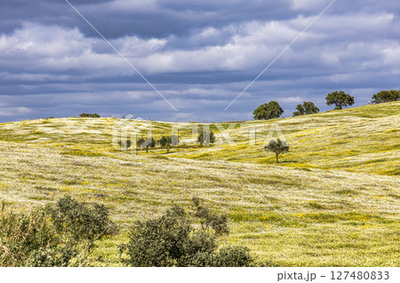 Beautiful landscape with wildflower meadows in Parque Natural do Vale do Guadiana, near Mertola, Portugal, Alentejo Beautiful landscape with wildflower meadows in Parque Natural do Vale do Guadiana, near Mertola, Portugal, Alentejo 127480833