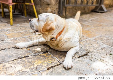 Golden Labrador lying on sunlit stone pavement near outdoor cafe. Relaxed pet, warm weather and peaceful street moment. Golden Labrador lying on sunlit stone pavement near outdoor cafe. Relaxed pet, warm weather and peaceful street moment. 127481095