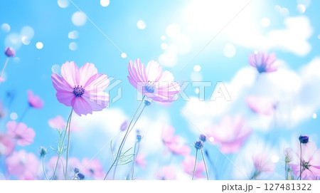 Beautiful pink cosmos flowers blooming under bright blue sky. 127481322
