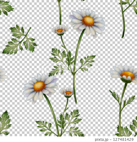 Seamless pattern with chamomile flowers 127481429