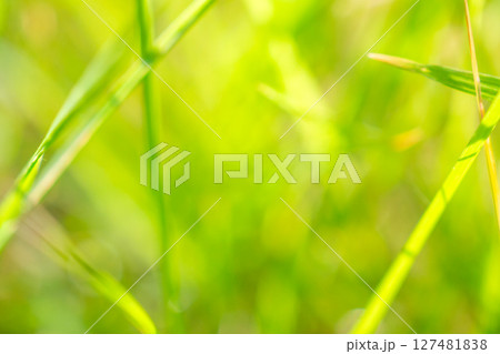 green grass leaf in garden with blur background green grass leaf in garden with blur background 127481838