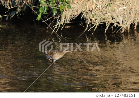 夕景のきれいな浅い川を歩くクイナ 127482151