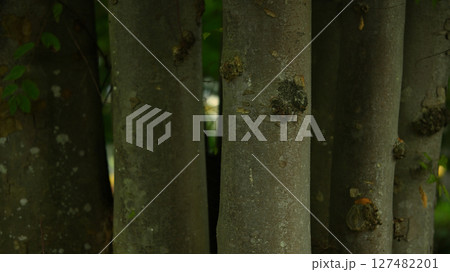 木の幹 木の幹 127482201