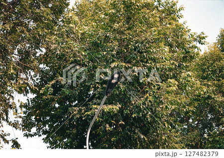 Modern street light surrounded by dense green tree foliage Modern street light surrounded by dense green tree foliage 127482379
