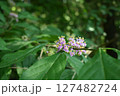 ムラサキシキブの花 127482724