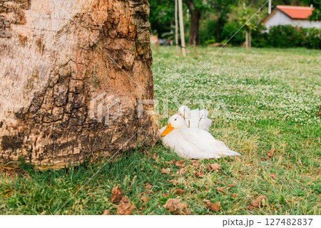 Group of ducks resting in a shaded grassy park. Outdoor relaxation, natural wildlife behavior, and peaceful coexistence in a rural environment. 127482837