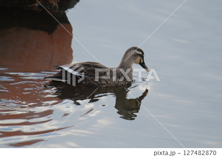荒尾市 港 野鳥、 荒尾市 港 野鳥、 127482870