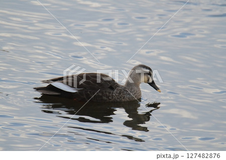 荒尾市　港　野鳥、 127482876