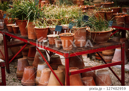 Many potted plants. Lots of flower pots on a metal rack in the botanical garden. Growing plants in the greenhouse. Red clay flower pots outdoors. Many potted plants. Lots of flower pots on a metal rack in the botanical garden. Growing plants in the greenhouse. Red clay flower pots outdoors. 127482959