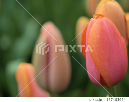 小雨の降った4月に美しく咲いた水滴付きのチューリップの花 127483634