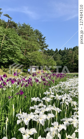 新発田市あやめ園【2025/6/19撮影】 新発田市あやめ園【2025/6/19撮影】 127484310