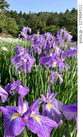 新発田市あやめ園【2025/6/19撮影】 127484311