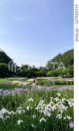 新発田市あやめ園【2025/6/19撮影】 新発田市あやめ園【2025/6/19撮影】 127484314