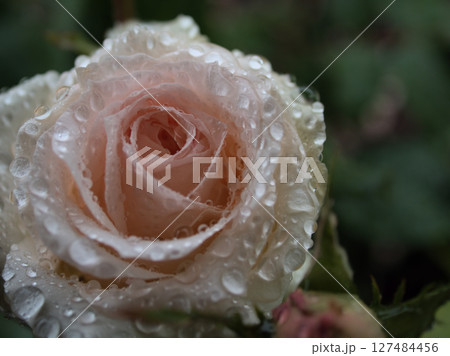 大雨の5月に美しく咲いたバラ 127484456