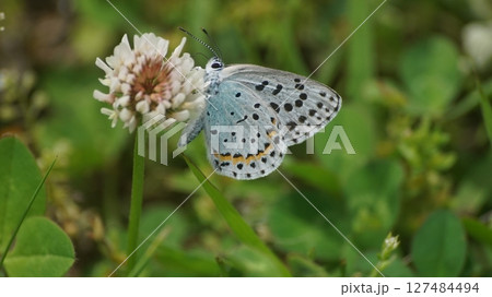 シロツメクサの蜜を吸うオオルリシジミ シロツメクサの蜜を吸うオオルリシジミ 127484494