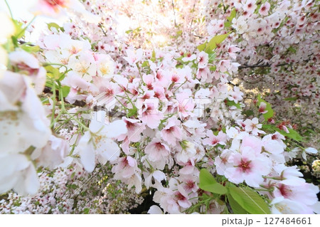 満開の桜 満開の桜 127484661