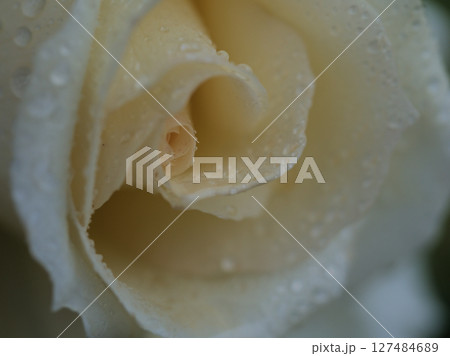 大雨の5月に美しく咲いたバラ 大雨の5月に美しく咲いたバラ 127484689