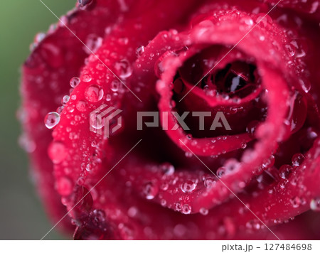 大雨の5月に美しく咲いたバラ 127484698