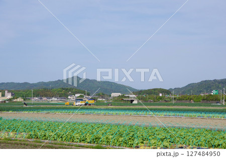 兵庫県南あわじ市　大榎列古津路線沿いの風景 127484950
