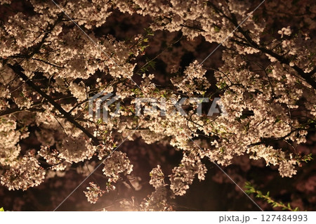 照明に浮かび上がる満開の桜 上野公園の夜桜 照明に浮かび上がる満開の桜 上野公園の夜桜 127484993