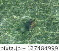 グレートバリアリーフのウミガメ02 127484999