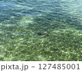グレートバリアリーフのウミガメ01 127485001