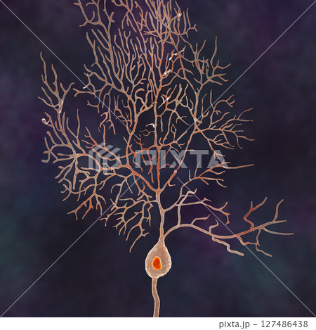 Purkinje neurons, 3D illustration showing large, branching neurons of the cerebellar cortex, involved in motor coordination, and affected in ataxias. Purkinje neurons, 3D illustration showing large, branching neurons of the cerebellar cortex, involved in motor coordination, and affected in ataxias. 127486438