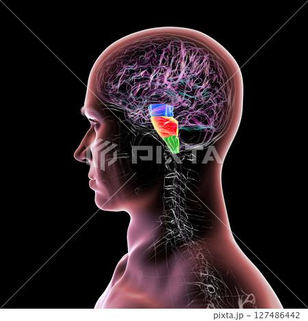 Brainstem highlighted in human brain: midbrain in blue, pons in orange, and medulla oblongata in green, 3D illustration 127486442