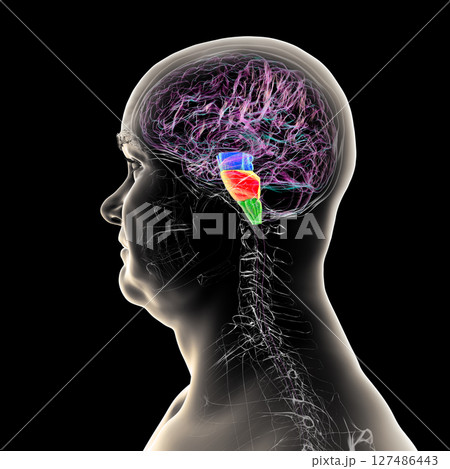 Brainstem highlighted in human brain: midbrain in blue, pons in orange, and medulla oblongata in green, 3D illustration 127486443