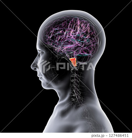 Medulla oblongata highlighted in human brain, 3D illustration. Controls breathing, heartbeat, and other vital autonomic functions 127486451