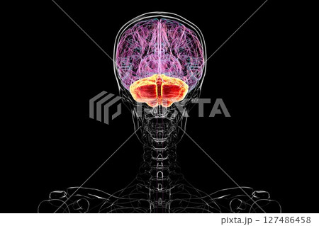 Human brain with highlighted cerebellum, 3D illustration. Cerebellum is responsible for coordination, balance, and fine motor control. Damaged in ataxia and neurodegenerative disorders 127486458