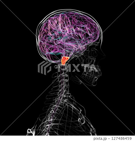 Medulla oblongata highlighted in human brain, 3D illustration. Controls breathing, heartbeat, and other vital autonomic functions 127486459