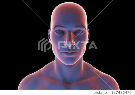 Man's head and neck in silhouette, front view, 3D illustration showing anatomical outline and structural features on a black background. Man's head and neck in silhouette, front view, 3D illustration showing anatomical outline and structural features on a black background. 127486476