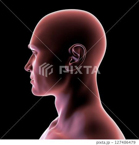 Man's head and neck in silhouette, side view, 3D illustration showing anatomical outline and structural features on a black background. 127486479