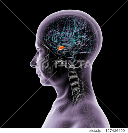 Human brain with highlighted amygdala, 3D illustration Human brain with highlighted amygdala, 3D illustration 127486490