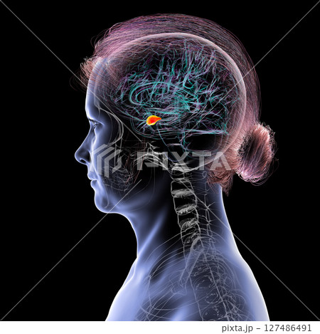 Human brain with highlighted amygdala, 3D illustration 127486491