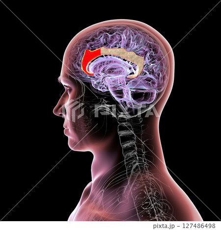 Anterior cingulate cortex, 3D illustration 127486498