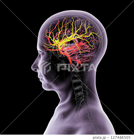 Arterial blood supply of the brain, 3D illustration 127486505