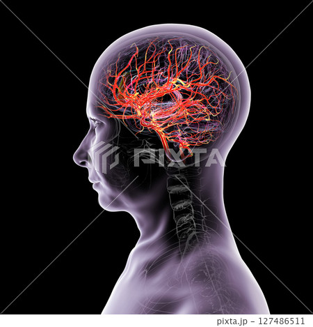 Brain arteries, 3D illustration Brain arteries, 3D illustration 127486511