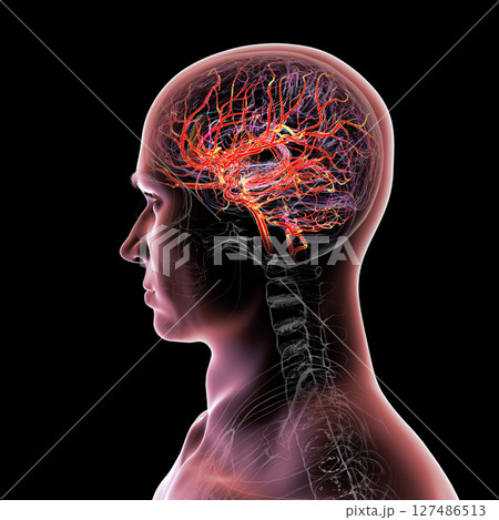 Brain arteries, 3D illustration Brain arteries, 3D illustration 127486513