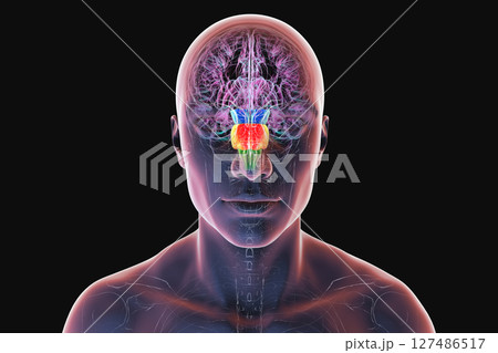 Brainstem highlighted in human brain, 3D illustration 127486517