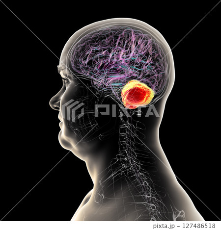 Human brain with highlighted cerebellum, 3D illustration 127486518
