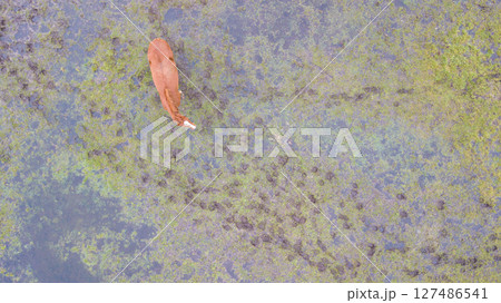 This captivating aerial view showcases a solitary manatee gracefully swimming in clear water 127486541