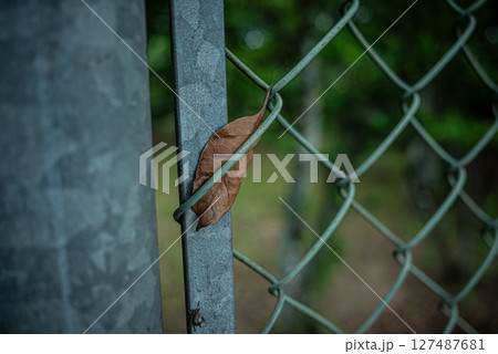 フェンスに挟まった枯葉 フェンスに挟まった枯葉 127487681
