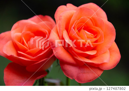 トロピカルアマゾン 127487802