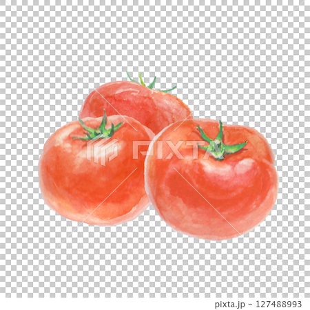 Tomatoes painted with watercolors 127488993
