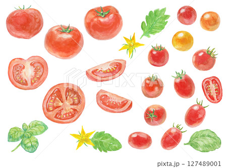 水彩絵の具で描いたトマトセット 127489001