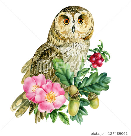 Wild owl with oak leaves acorns pink rosehip watercolor illustration for autumn forest decor rustic woodland art and stationery Wild owl with oak leaves acorns pink rosehip watercolor illustration for autumn forest decor rustic woodland art and stationery 127489061